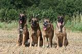 MALINOIS 946